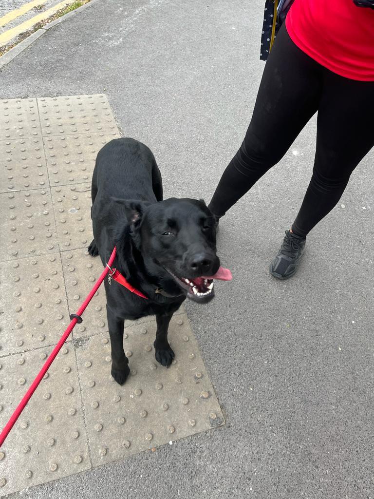 Team Flannery's key member - Nebbi the dog
